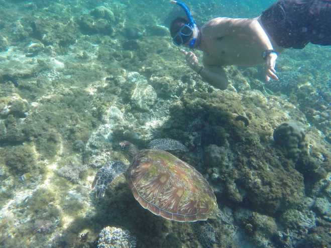 Apo Island - 12
