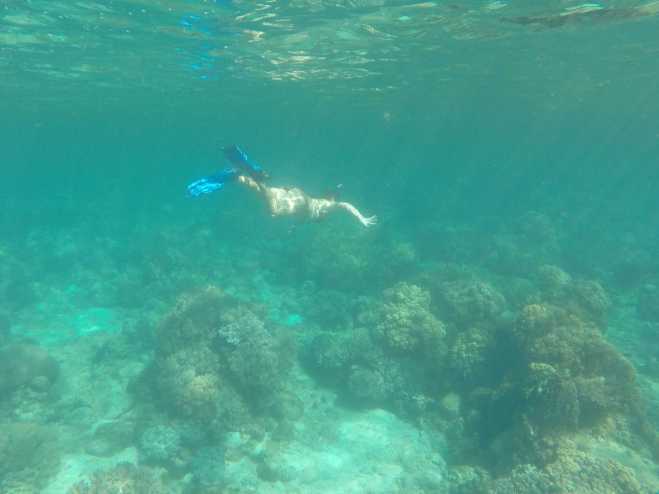 Apo Island - 4