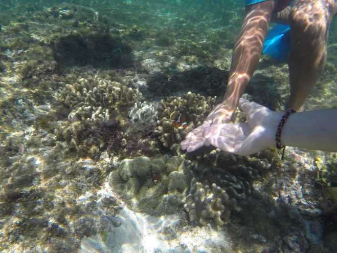 Apo Island - 7