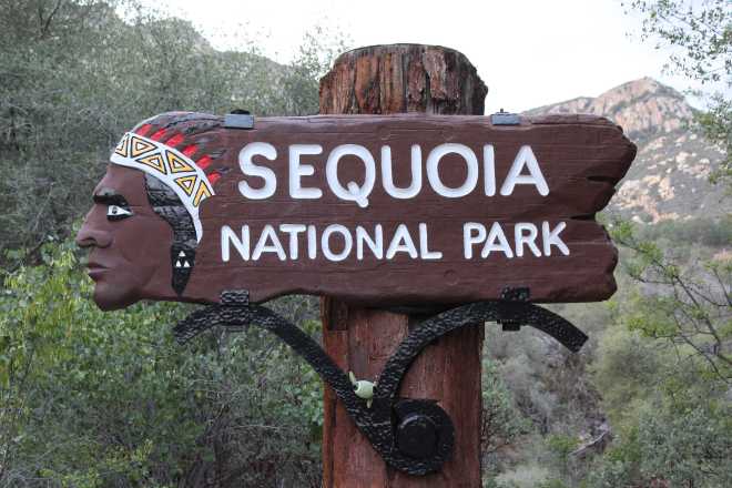Sequoia - 1