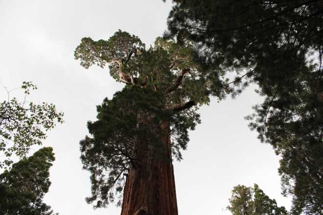 Sequoia - 4
