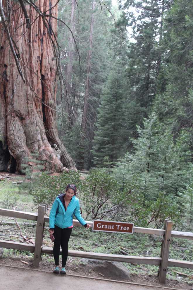 Sequoia - 5