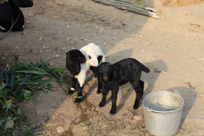 Kathmandu Trek 2 - 20