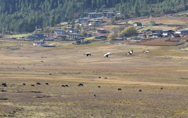 Bhutan, Nov 22 – 8