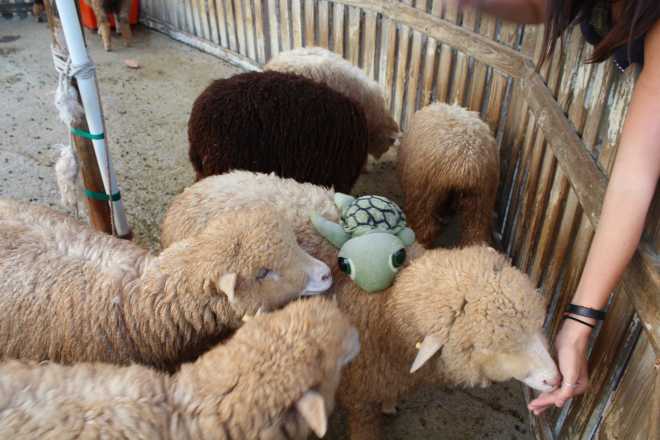 Taiwan 1, Nantou - 46