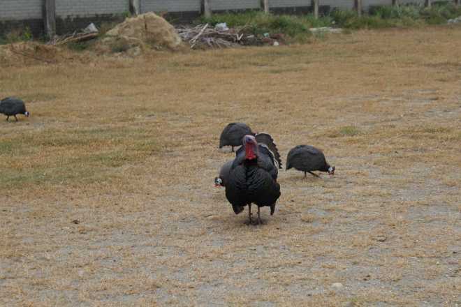 Taiwan 1, Lukang - 6