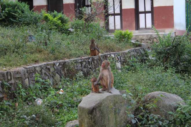 Kathmandu 1, Swayambhunath - 10