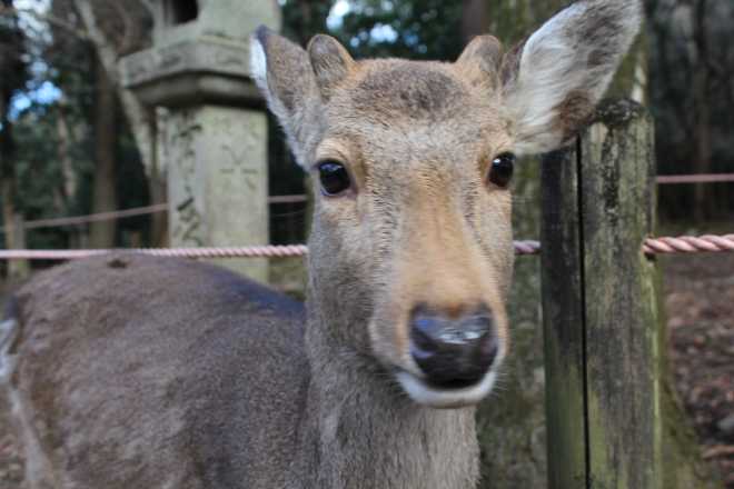 Kyoto, Part 2, Nara - 11