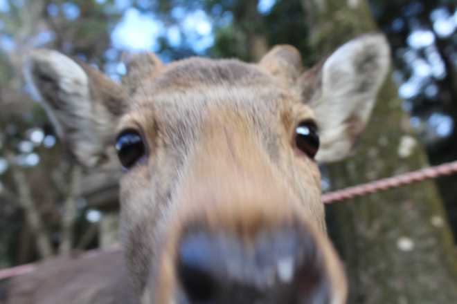 Kyoto, Part 2, Nara - 12