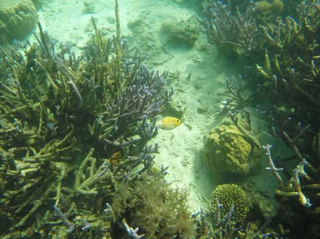 Coron, Island Hopping - 12