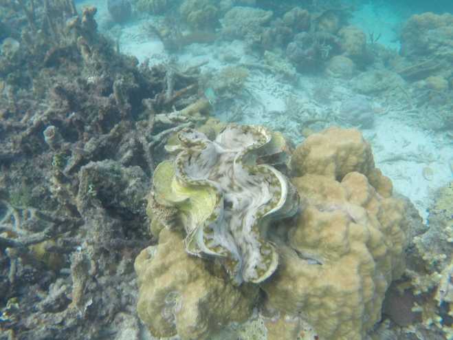 Coron, Island Hopping - 14