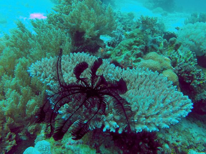 Alona Beach, Balicasag - 9