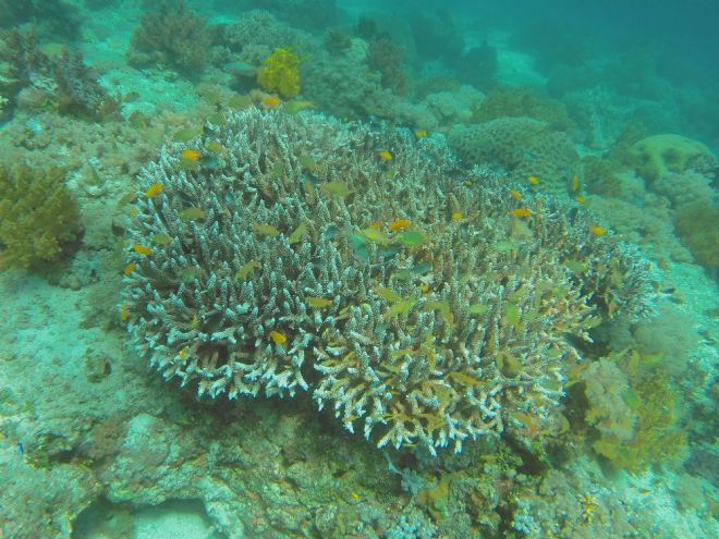 Alona Beach, Balicasag - 10