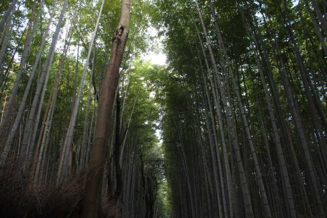 Kyoto, Part 2, Bamboo Forest - 1