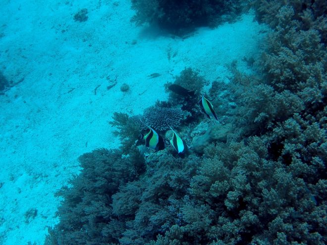 Alona Beach, Balicasag - 12