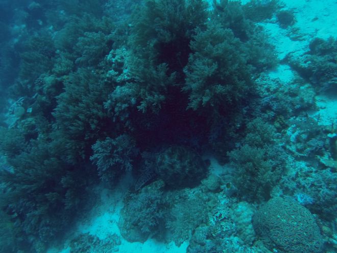 Alona Beach, Balicasag - 14