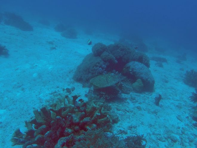 Alona Beach, Balicasag - 15