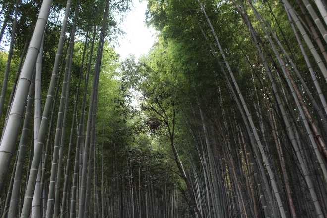 Kyoto, Part 2, Bamboo Forest - 2