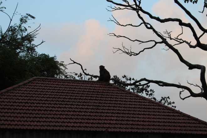 Kathmandu 1, Swayambhunath - 24