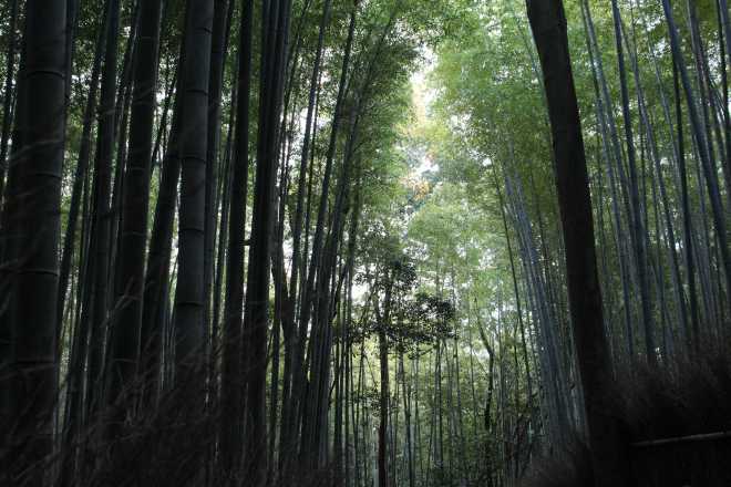 Kyoto, Part 2, Bamboo Forest - 3