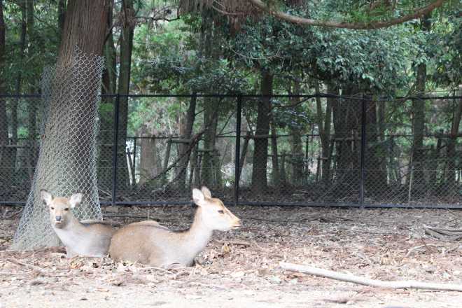 Kyoto, Part 2, Nara - 4
