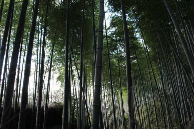 Kyoto, Part 2, Bamboo Forest - 4