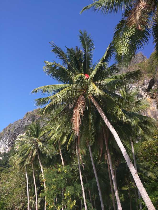 El Nido, Island Hopping - 49