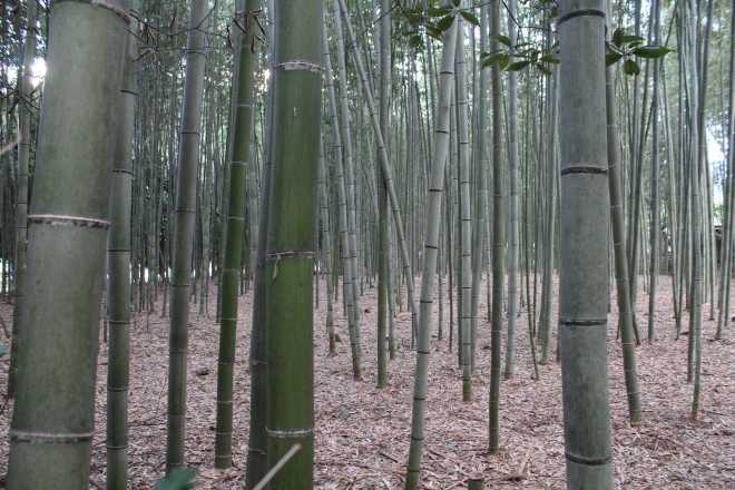 Kyoto, Part 2, Bamboo Forest - 5