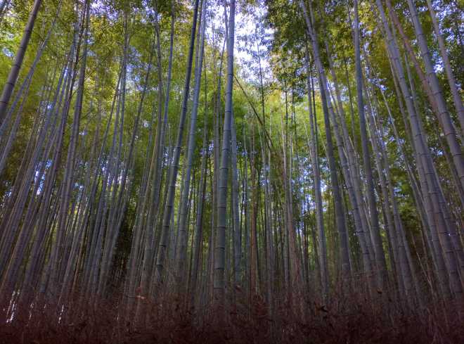 Kyoto, Part 2, Bamboo Forest - 6