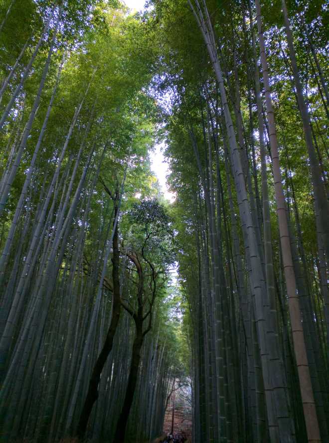 Kyoto, Part 2, Bamboo Forest - 7