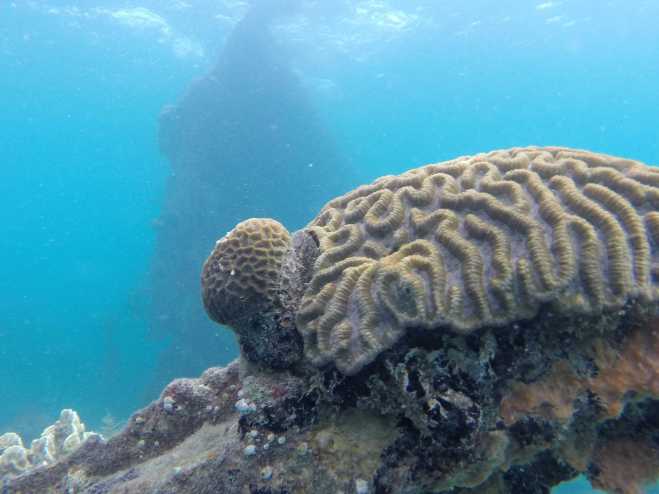 Coron, Shipwreck Diving - 7
