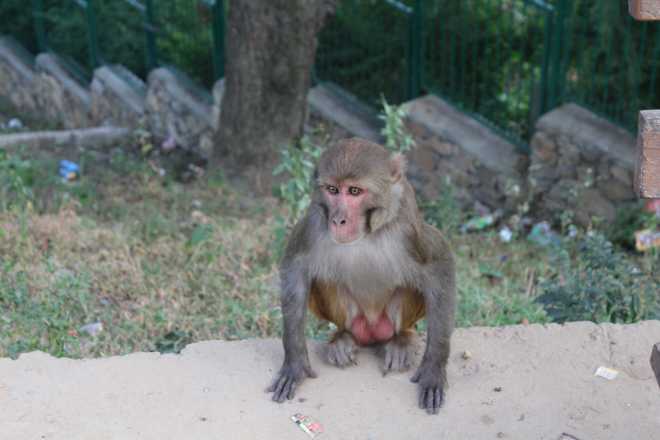 Kathmandu 1, Swayambhunath - 8