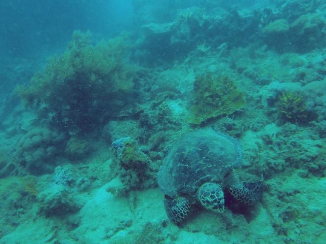 Coron, Shipwreck Diving – 9
