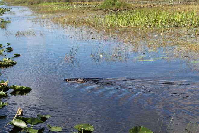 Everglades - 11