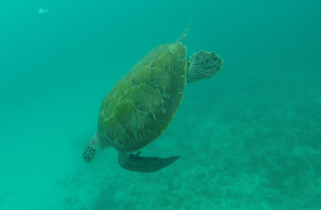 Caribbean Cruise, Barbados - 6