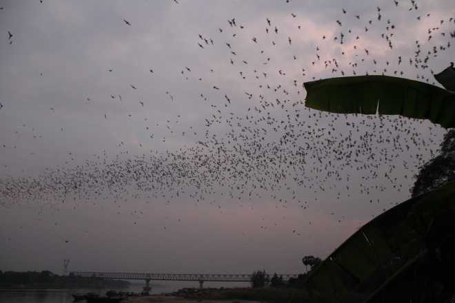 Hpa-An, Bat Cave - 13