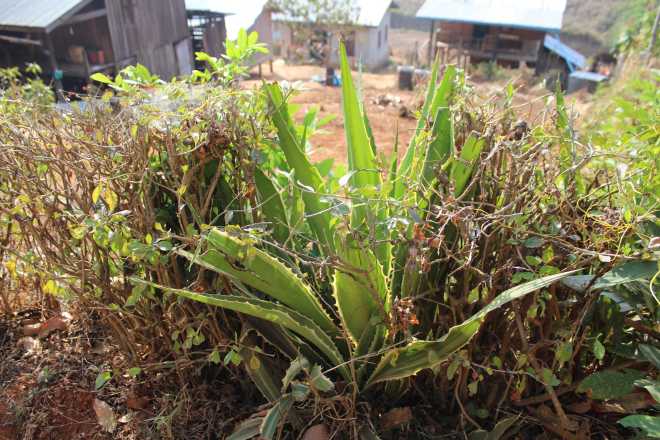 Kalaw-Inle Lake Trek, Day 1 - 1