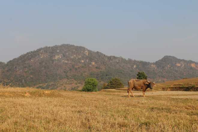 Kalaw-Inle Lake Trek, Day 2 - 14