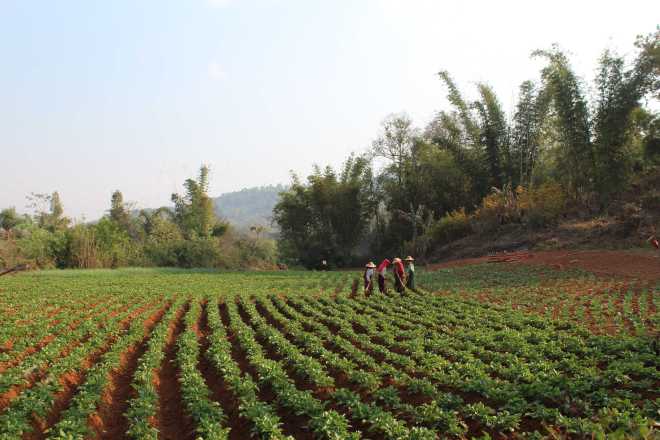 Kalaw-Inle Lake Trek, Day 2 - 15