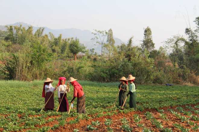 Kalaw-Inle Lake Trek, Day 2 - 16