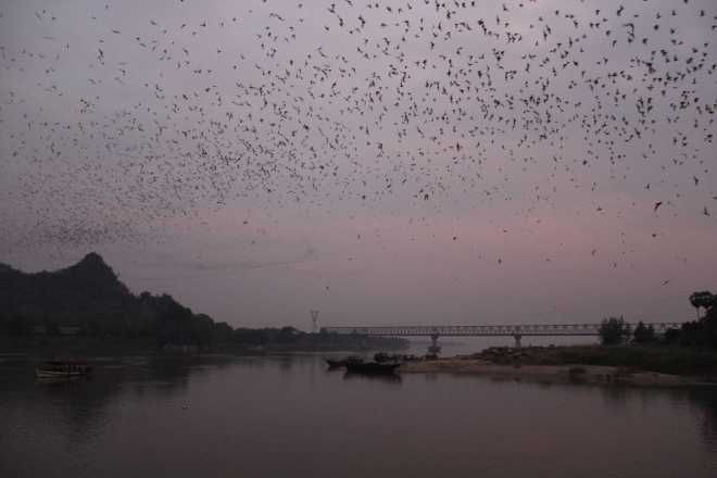Hpa-An, Bat Cave - 17