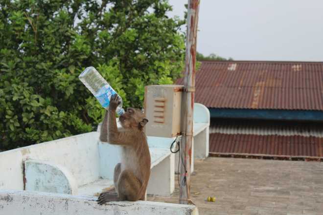 Hpa-An, Mt. Zwekabin - 23