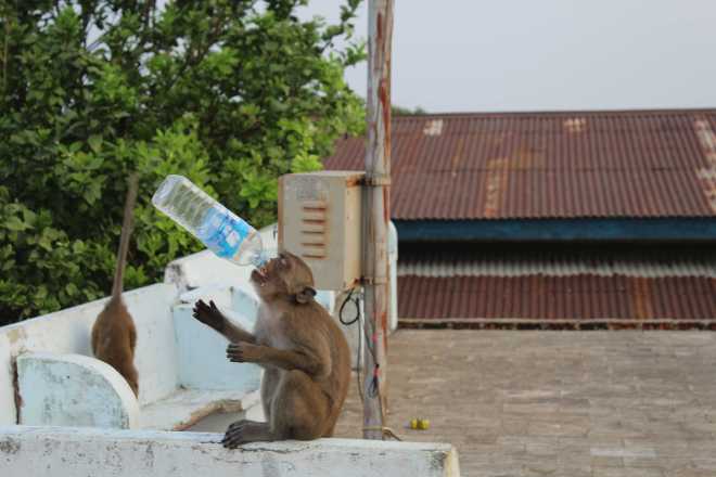 Hpa-An, Mt. Zwekabin - 24