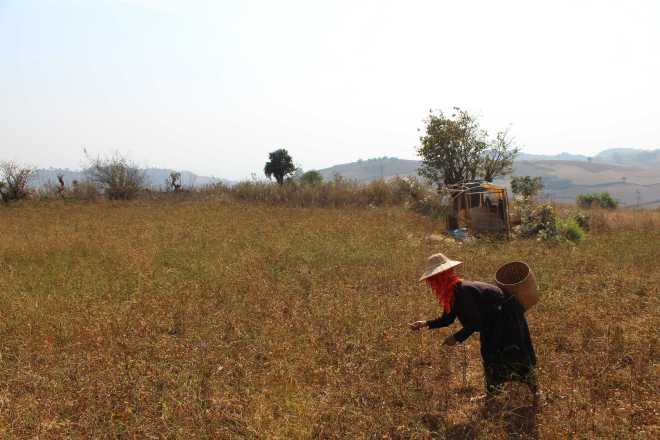 Kalaw-Inle Lake Trek, Day 2 - 7