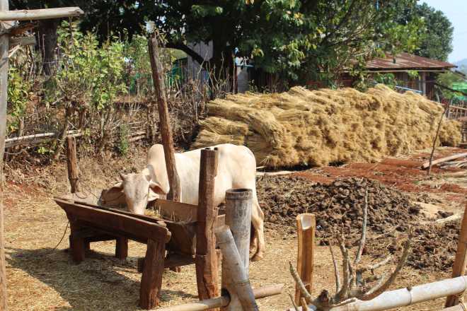 Kalaw-Inle Lake Trek, Day 3 - 7