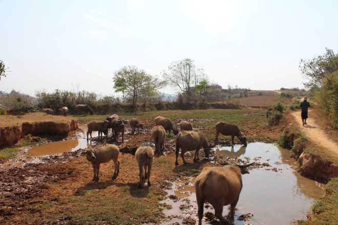 Kalaw-Inle Lake Trek, Day 2 - 8