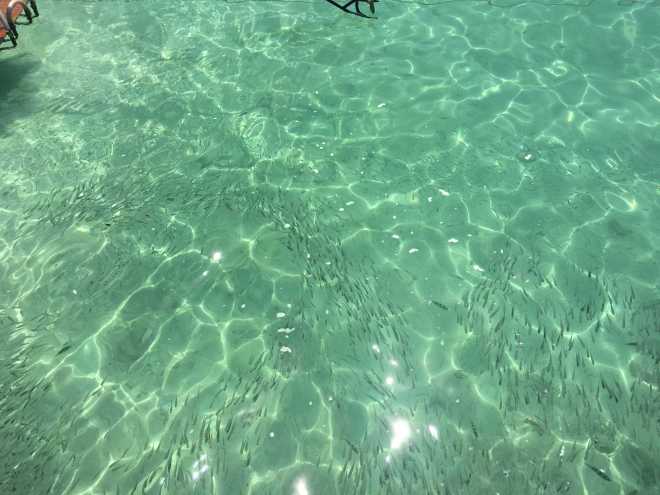 Andaman Sea, Ko Phi Phi - 18